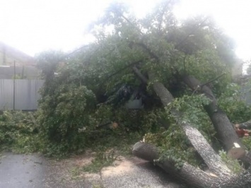 Сегодня ураган повалил деревья в Ужгороде
