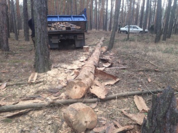Под Днепром массово вырубают лес