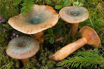 Двое кременчужан отравились грибами