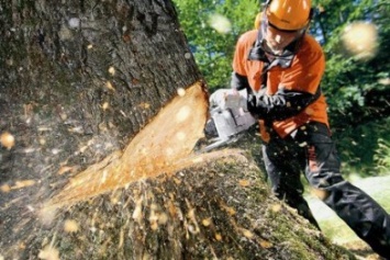 Чтобы спилить дерево в Кременчуге, нужно доказать, что оно действительно аварийное