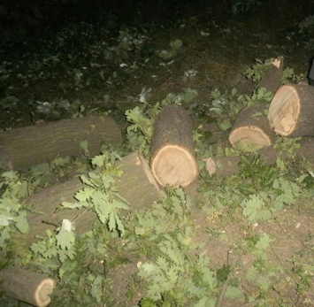 В Кривом Роге задержали незаконных лесорубов (фото)