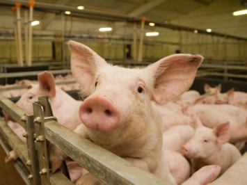 В Новой Одессе разрабатывают план перекрытия государственной трассы в связи с выявлением вируса африканской чумы свиней