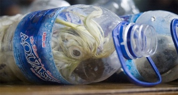Таможенники спасли 24 какаду, перевозимых в пластиковых бутылках, - один попугай вовремя пискнул