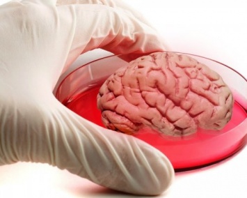 Ученые вырастили в лаборатории новый мини-мозг
