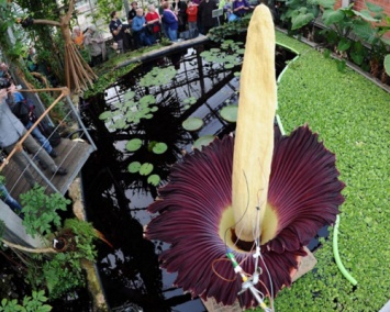 В Бальгии расцвел самый большой и жуткий цветок в мире