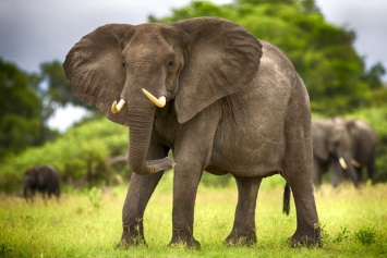 В зоопарке Марокко слон бросил камень в 7-летнюю девочку, она погибла