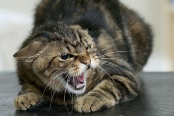 В Херсонской области на егеря напал бешеный кот