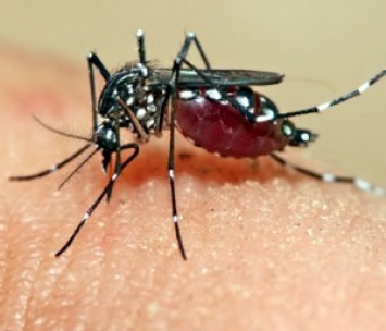 На Каймановых островах выпустили первую партию ГМО-комаров для борьбы с вирусом Зика