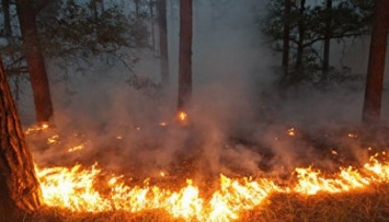 Возле Припяти горит лес, пожар локализовали
