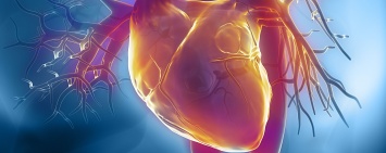 Ученые из РФ открыли способ наращивания сердечной мышцы