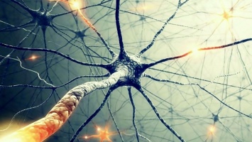 Появление новых нейронов в мозгу человека находиться под вопросом