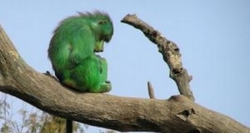 Зеленые обезьяны приобрели золотистый стафилококк от людей