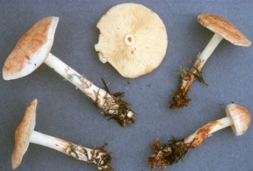 Новый вид грибов открыла студентка в Прикамье