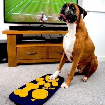 В Великобритании разработали ТВ-пульт для собак