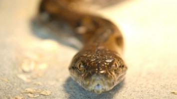 В московской многоэтажке обнаружили змею