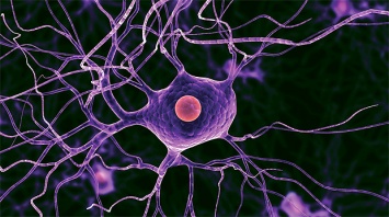 Образование новых нейронов в головном мозге взрослого человека находится под вопросом
