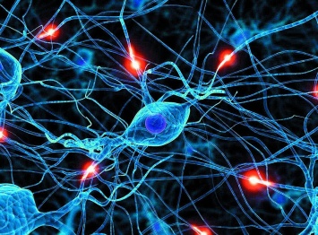 Ученые: У взрослых людей новые нейроны в мозге не воспроизводятся