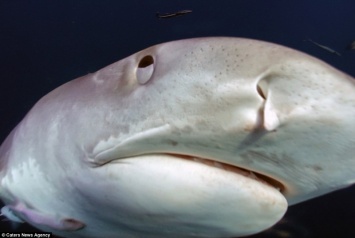 Улыбка, которая говорит: «Я б тебя съел». Фотограф-экстремал сделал портреты белых акул