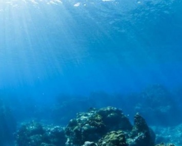 Ученые: На глубоководной равнине в Тихом океане обнаружены неизвестные организмы