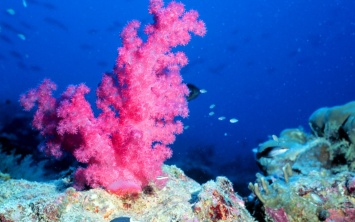 Кораллы помогут в лечении больных туберкулезом