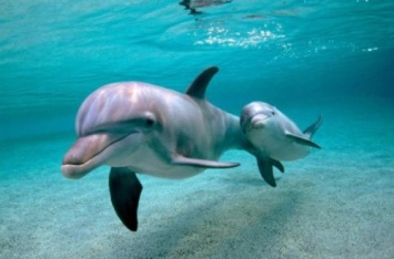Василюк: Все морские млекопитающие, содержащиеся в дельфинариях, незаконны