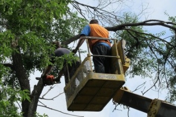 Из-за обрезки деревьев в Бердянске две улицы завтра будут временно обесточены