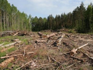 Лесная охрана в Закарпатье выявила факты незаконной вырубки на сумму более 3 млн грн