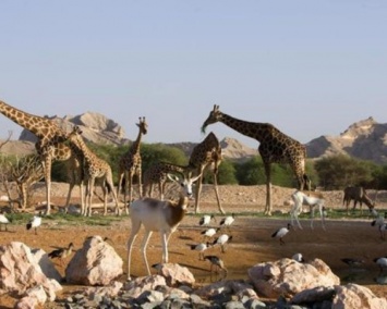 В Дубае собираются открыть наибольший в мире сафари-парк