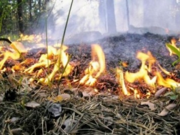 Лес горел на украинско-белорусской границе
