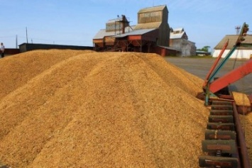 Половину урожая зерновых на Черниговщине уже собрали - в закромах более 600 тысяч тонн зерна