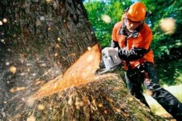 За снос аварийных деревьев в Славянске заплатят древесиной: обращение к предпринимателям