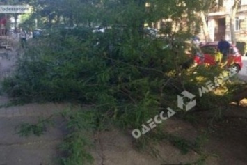 Две упавшие ветки в Одессе повредили автомобили (фото)