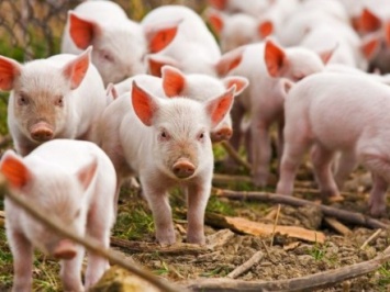 В Украине зафиксировали 4 вспышки заболевания африканской чумой свиней