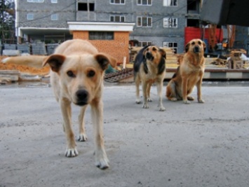 Защитники животных забирают вывезенных собак обратно