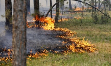 Лесные пожары на Алтае будут тушить с применением новых технологий