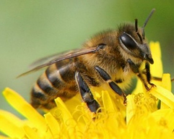 Ученые: Пчелиная матка размножение самцов