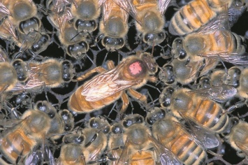 Ученые: Пчелинная матка способна контролировать процесс размножения