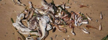 Госрыбагенство дало официальную причину мора рыбы в Днепре