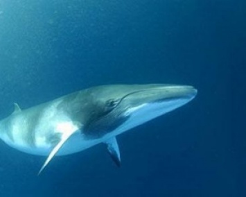 Огромный кит напугал туристов, проплыв под их лодкой (ВИДЕО)