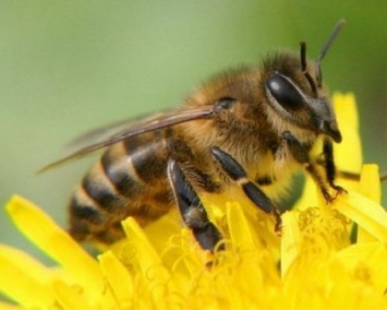 Ученые: Пчелиная матка контролирует размножение самцов