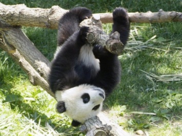 В Китае появились на свет девять пар панд за 40 дней