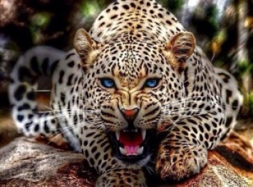 В Индии спасли леопарда, упавшего в глубокий колодец