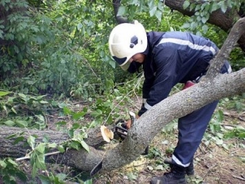 Поваленное дерево заблокировало движение на одной из дорог в Винницкой области