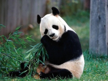 В Китае отмечается массовое рождение панд-близнецов