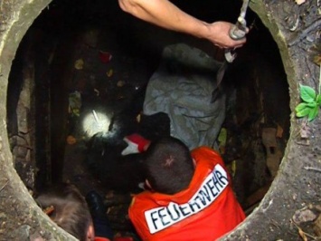 В Житомире в канализационный люк упал русский черный терьер