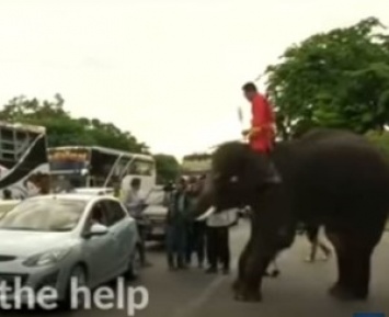 Политикам на заметку. В Таиланде слоны агитируют за новую конституцию и раздают листовки