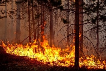 С начала года в Цюрупинском лесхозе ликвидировано 22 пожара