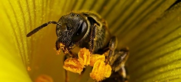 Пчелиный подмор - лечебные свойства