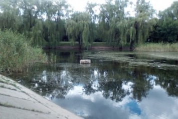 Озеро в Краматорском парке превратилось в болото
