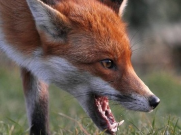 В Житомирской области объявили карантин из-за бешеной лисы